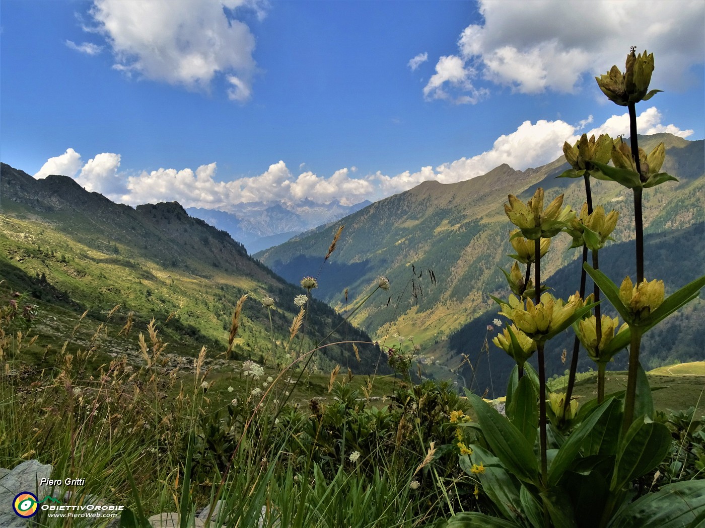 45 Gentiana punctata (Genziana maculata) con vista in Val Grande.JPG